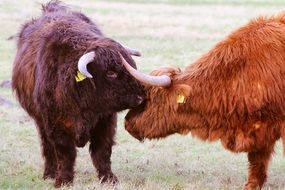 Scottish long-haired bulls