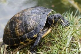 the turtle is climbing along the shore of the pond