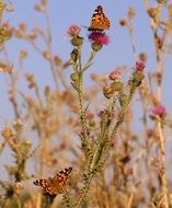 butterflies on the field in evening