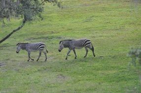 Zebra Savannah