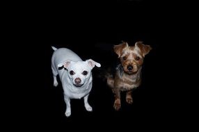 white chihuahua and yorkshire terrier