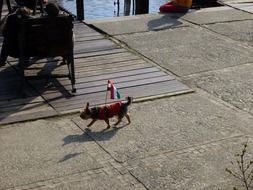 yorkshire terrier with hungarian flag
