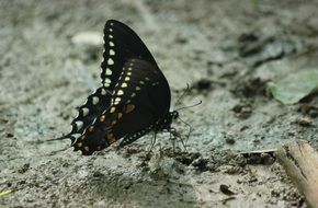 Beautiful black and white butterfly on the ground in nature