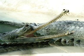 crocodile with opened mouth