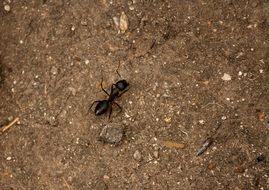 Small black ant