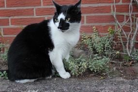 black and white cat sits at red brick wall