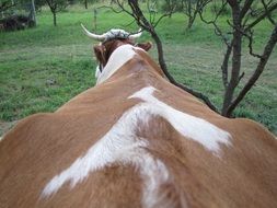 spine of a farm cow