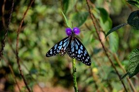 Blue Tiger Butterfly close up