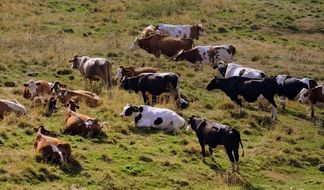 Herd Cow Pasture
