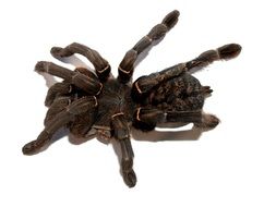 black tarantula on white background