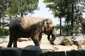 elephant in natural park