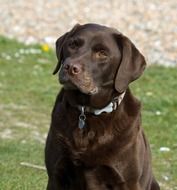 chocolate Labrador