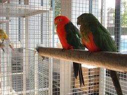 parrots on a stick in a cage