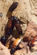 picture of the Cockroaches