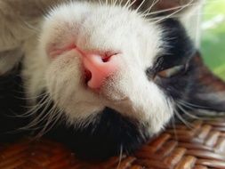 cute Cat nose