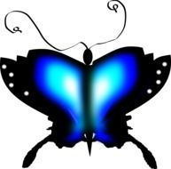 Butterfly Insect Blue Black drawing