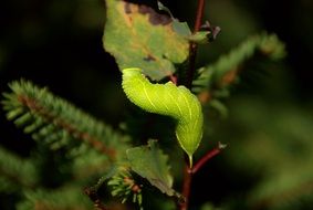 green caterpillar like a leaf