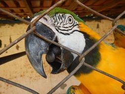 Macaw Parrot close-up