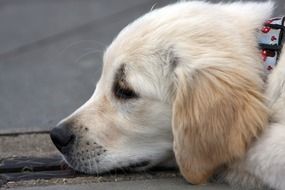 golden retriever is lying on the road