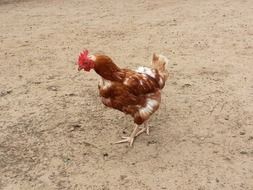 brown chicken walks