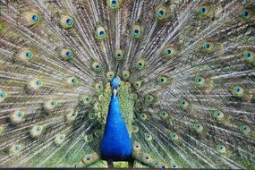 peacock's fantail