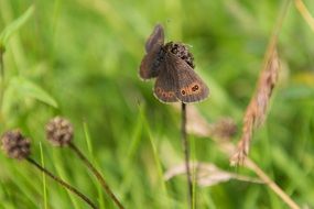 Gatekeeper Butterfly or Pyronia tithonus