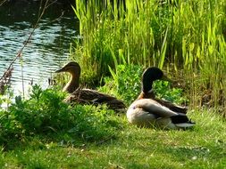 resting wild ducks near the water