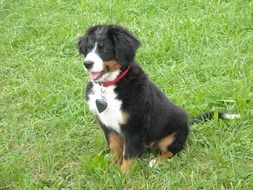 puppy sitting on a green meadow