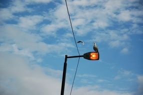 seagull on a lantern on a cloudy day