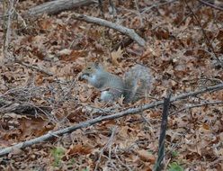 gray squirrel on the ground with autumn leaves