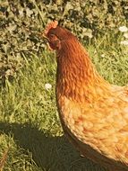 brown hen on a farm on a sunny day close-up