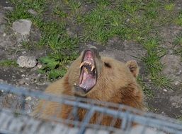 the bear roars in the aviary