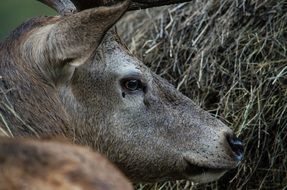 fallow deer on dry grass