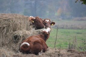 Cows in a meadow