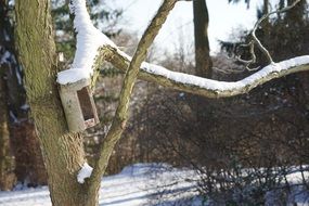 bird feeder on a tree for winter feeding