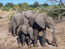 African Elephants, adults and Babies, in wild