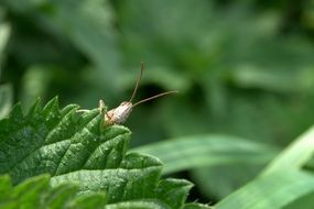 hiding grasshopper