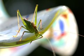 closeup of a green wild grasshopper
