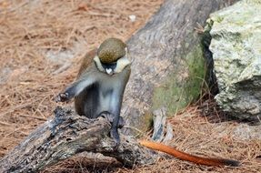 cute white-nosed monkey