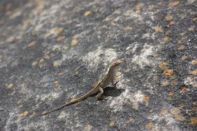 lizard on hard surface