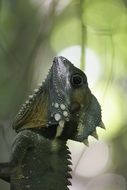 chameleon in natural habitat in australia