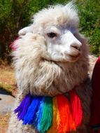 farm llama with colorful collar