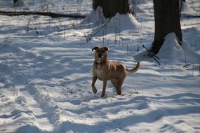 red dog standing on snow