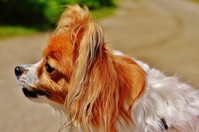 Chihuahua dog on the street