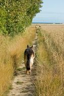 German shepherd walks along a path near the field