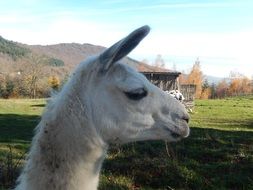 Head of white lama