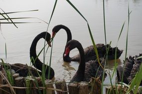 black Swan Birds in Reed scene