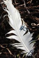 white lost feather