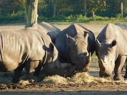 big wild dangerous rhinos in the park