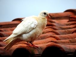 White Dove on Roof